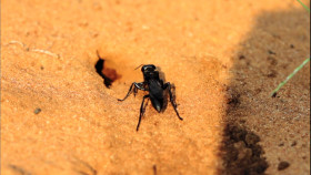 Speed Of Life S01E01 Hunters Of East Africa 1080p WEB h264-SKYFiRE EZTV