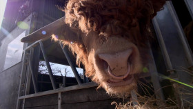 Springtime on the Farm S05E02 1080p HDTV H264-DARKFLiX EZTV