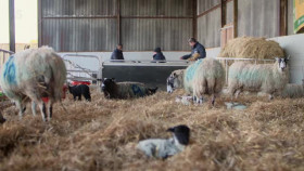 Springtime on the Farm S06E04 XviD-AFG EZTV