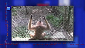 Stephen Colbert 2024 10 02 Andrew Garfield 1080p HEVC x265-MeGusta EZTV