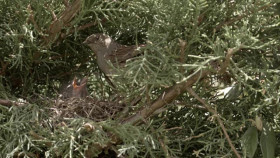 Stories Of The Mediterranean Forest S01E02 XviD-AFG EZTV