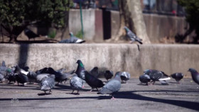 Sunnyside S01E02 720p HDTV x265-MiNX EZTV