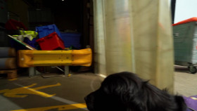 Super Dogs With Extraordinary Jobs S01E02 1080p WEB H264-CBFM EZTV