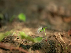 Swamp People S16E03 480p x264-mSD EZTV