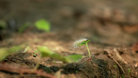 Swamp People S16E03 720p HEVC x265-MeGusta EZTV