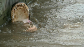 Swamp People S16E04 1080p WEB h264-EDITH EZTV