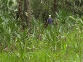 Swamp People Serpent Invasion S01E04 480p x264-mSD EZTV