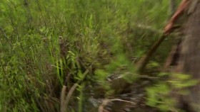 Swamp People Serpent Invasion S02E08 XviD-AFG EZTV