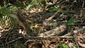 Swamp People Serpent Invasion S05E06 XviD-AFG EZTV