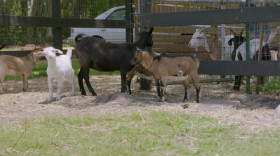 Tampa Baes S01 WEBRip x264-ION10 EZTV