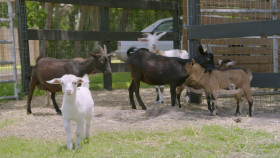 Tampa Baes S01E08 1080p HEVC x265-MeGusta EZTV