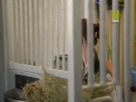 Taronga-Whos Who In The Zoo S02E07 480p x264-mSD EZTV