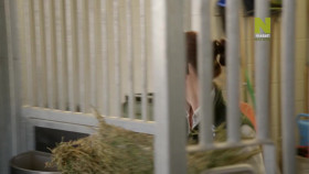 Taronga-Whos Who In The Zoo S02E07 720p HDTV x264-CBFM EZTV