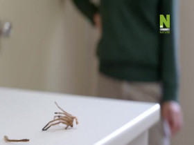 Taronga-Whos Who In The Zoo S02E09 480p x264-mSD EZTV