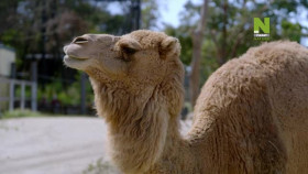 Taronga-Whos Who In The Zoo S02E10 XviD-AFG EZTV