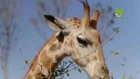 Taronga-Whos Who In The Zoo S02E12 1080p HDTV H264-CBFM EZTV