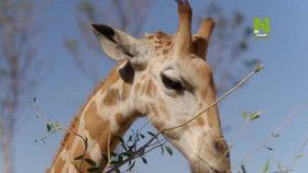 Taronga-Whos Who In The Zoo S02E12 XviD-AFG EZTV