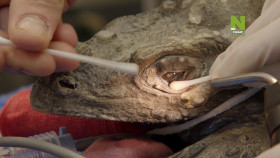 Taronga-Whos Who In The Zoo S02E13 1080p HDTV H264-CBFM EZTV