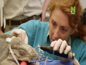 Taronga-Whos Who In The Zoo S02E13 480p x264-mSD EZTV