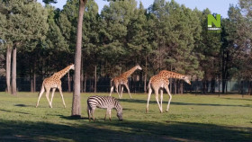 Taronga-Whos Who In The Zoo S02E14 720p HEVC x265-MeGusta EZTV