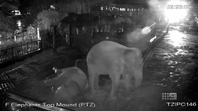 Taronga Whos Who In The Zoo S04E07 1080p HEVC x265-MeGusta EZTV