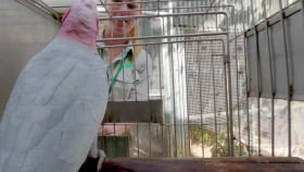 Taronga Whos Who In The Zoo S04E08 1080p HEVC x265-MeGusta EZTV