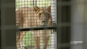 Taronga Whos Who In The Zoo S05E02 720p WEB x264-NGP EZTV