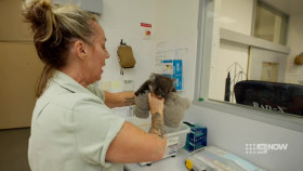 Taronga Whos Who In The Zoo S05E03 720p WEB x264-NGP EZTV