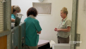 Taronga Whos Who In The Zoo S05E05 720p WEB x264-NGP EZTV