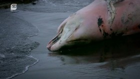 The Alaska Triangle S01E05 720p AHDTV x264-DARKFLiX EZTV