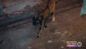 The Amazing Race AU S08E12 1080p HDTV H264-FERENGI EZTV