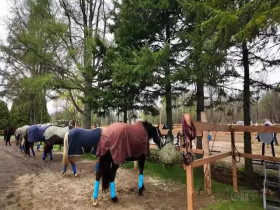 The Amazing Race Canada S10E07 480p x264-mSD EZTV