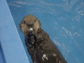 The Aquarium S01E08 Baby Otter Rescue 480p x264-mSD EZTV