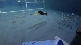 The Aquarium S02E02 Sea Otter Summer Camp WEBRip x264-CAFFEiNE EZTV