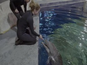 The Aquarium S02E09 Expedition Whale Shark 480p x264-mSD EZTV