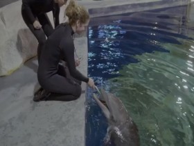 The Aquarium S02E09 Expedition Whale Shark iNTERNAL 480p x264-mSD EZTV