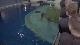 The Aquarium S02E09 Expedition Whale Shark iNTERNAL 720p WEB x264-ROBOTS EZTV