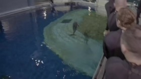 The Aquarium S02E09 Expedition Whale Shark iNTERNAL WEB x264-ROBOTS EZTV