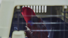 The Bizarre Pet Vets S01 720p HDTV x264-CBFM EZTV