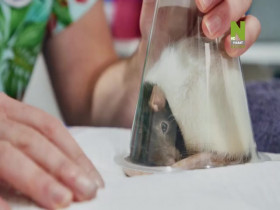 The Bizarre Pet Vets S01E01 480p x264-mSD EZTV