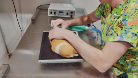 The Bizarre Pet Vets S01E05 1080p HDTV H264-CBFM EZTV