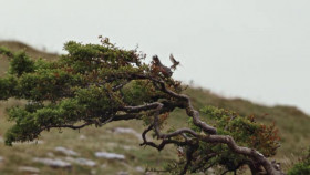 The Burren Heart Of Stone S01E01 XviD-AFG EZTV