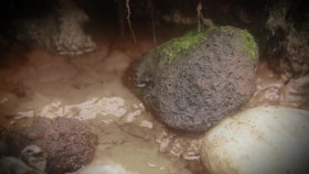 The Curse of Oak Island S12E03 XviD-AFG EZTV