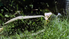 The Disappearance Of Gabby Petito S01E01 1080p WEB H264-CBFM EZTV