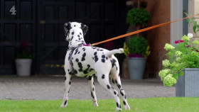 The Dog Academy S01E02 1080p HDTV H264-DARKFLiX EZTV