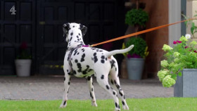 The Dog Academy S01E02 XviD-AFG EZTV