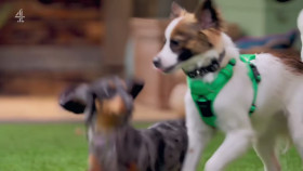 The Dog House S06E02 720p HEVC x265-MeGusta EZTV