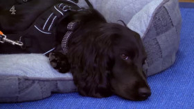 The Dog House S06E03 XviD-AFG EZTV