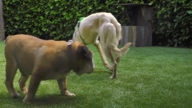 The Dog House S06E05 1080p ALL4 WEB-DL AAC2 0 H 264-RAWR EZTV