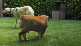 The Dog House S06E05 1080p HDTV H264-DARKFLiX EZTV